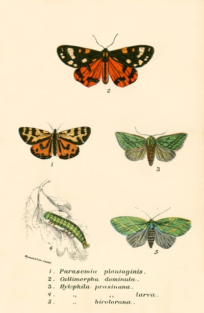 Schmetterlinge von English School