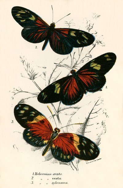 Schmetterlinge von English School