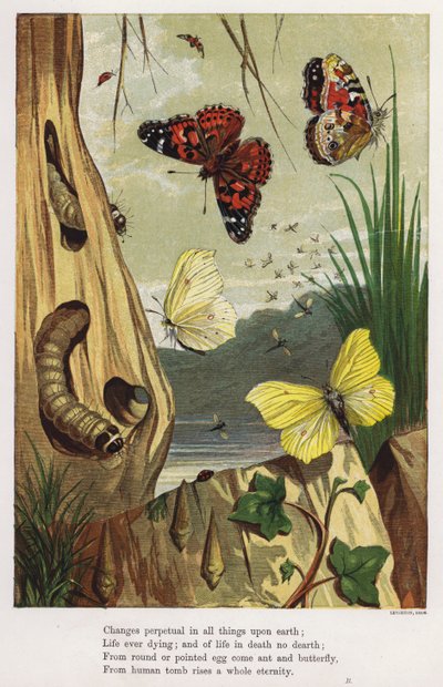 Schmetterlinge und Raupen von English School