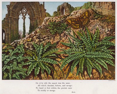 Schmetterling und Farne in den Ruinen einer Abtei von English School