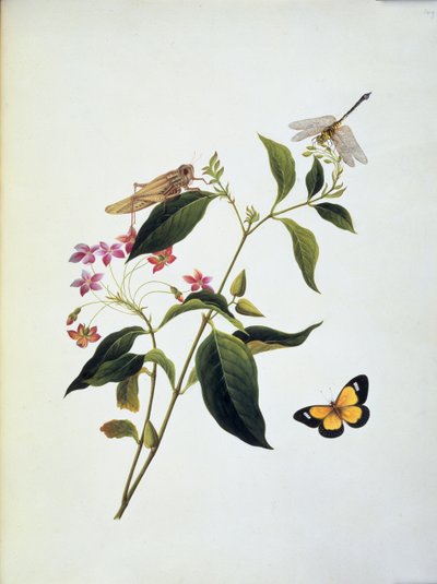 Schmetterling, Heuschrecke und Libelle auf einer Pflanze von English School