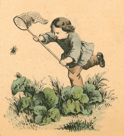 Schmetterlingsjagd von English School