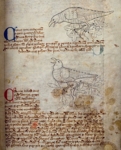 CCA-LitMs/D/10 fol. 20r Rabe und Krähe, aus Bestiarium von English School