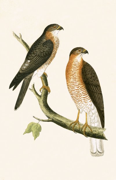 Kalkutta-Sperber, Illustration aus 
