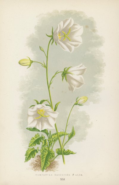 Campanula Carpatica B Alba von English School