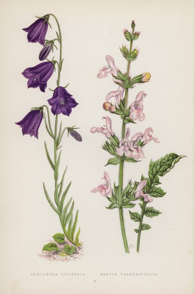 Campanula Linifolia; Salvia Taraxacifolia von English School