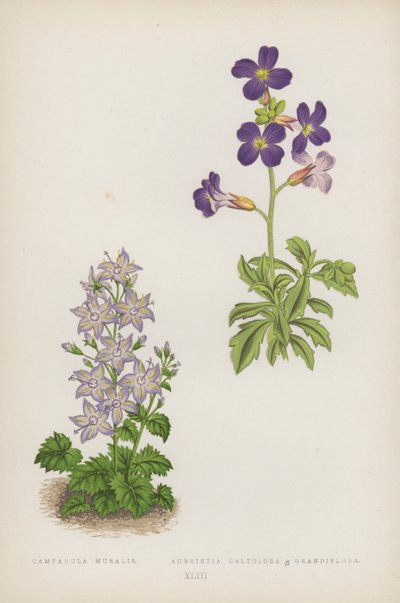 Campanula Muralis; Aubrietia Deltoidea B Grandiflora von English School