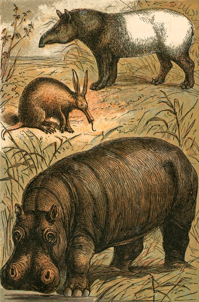 Kap-Ameisenbär, Malaiischer Tapir und Nilpferd von English School