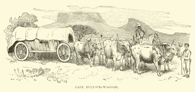 Kap-Bullenwagen von English School