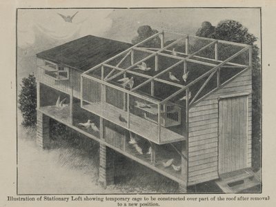 Brieftauben im Krieg, März 1918 von English School