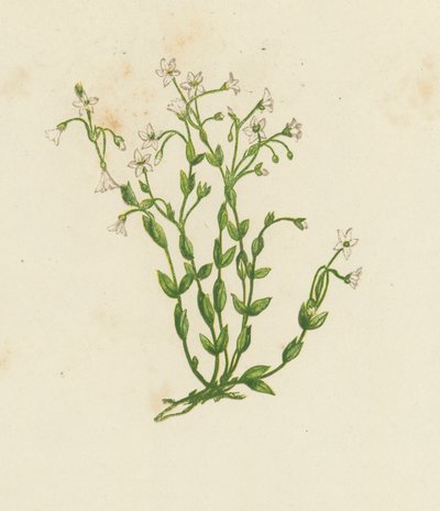 Abführender Lein, Linum Catharticum von English School