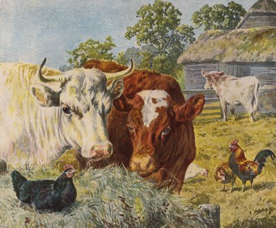 Rinder und Hühner von English School