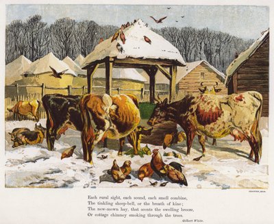 Rinder und Hühner in einem verschneiten Bauernhof von English School