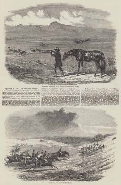 Jagd auf einen Schakal im New Forest (Stich) von English School