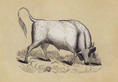 Chillingham-Wildbulle von English School