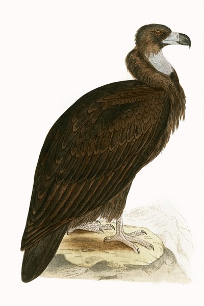 Mönchsgeier, Illustration aus 
