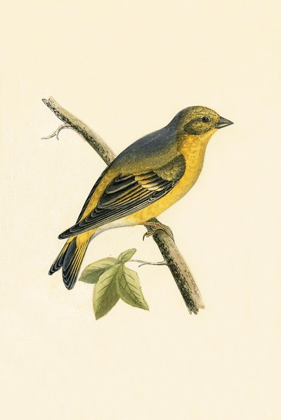 Zitronengirlitz, Illustration aus 
