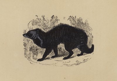 Zibetkatze von English School
