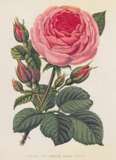 Kletterrose, Prinzessin Louise Victoria von English School