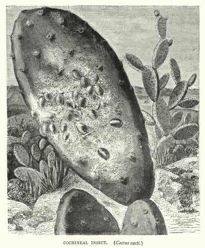 Cochenille-Insekt, Coccus cacti (Kupferstich) von English School