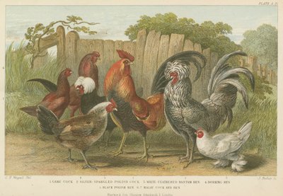 Hähne und Hennen (farbige Gravur) von English School