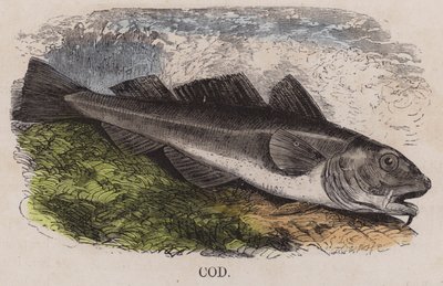Kabeljau (farbige Gravur) von English School