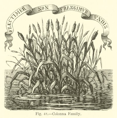 Familie Colonna von English School