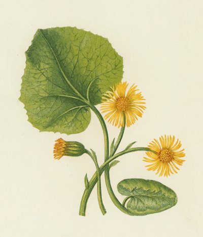Huflattich, Tussilago Farfara von English School