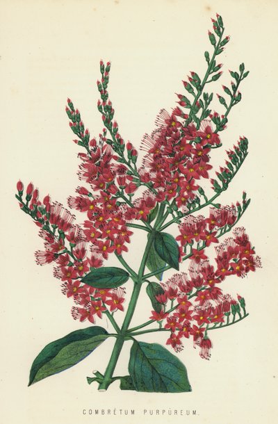 Combretum Purpureum von English School