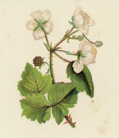 Brombeere, Rubus Fruticosus von English School