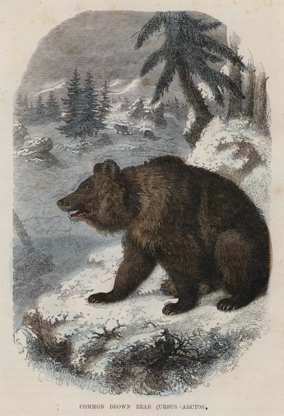 Gewöhnlicher Braunbär, Ursus Arctos von English School