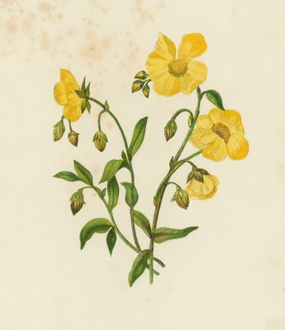 Gemeiner Sonnenröschen, Helianthemum Vulgare von English School