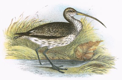 Großer Brachvogel von English School