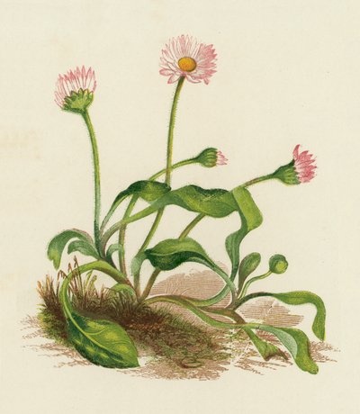 Gänseblümchen, Bellis Perennis von English School