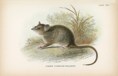Gewöhnlicher Siebenschläfer-Phalanger von English School