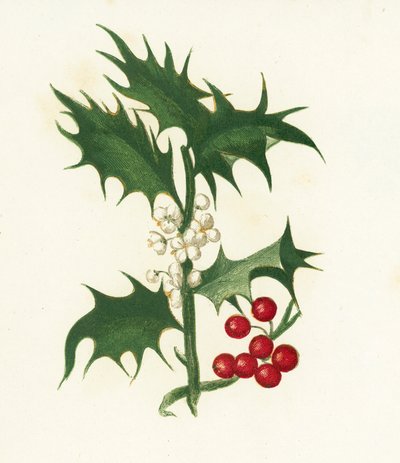Stechpalme, Ilex Aquifolium von English School