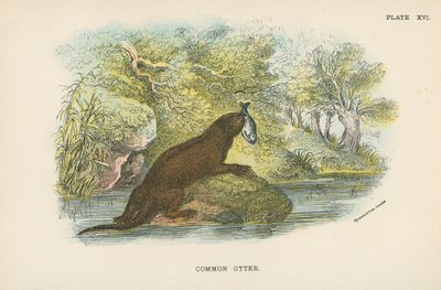 Gemeiner Otter von English School