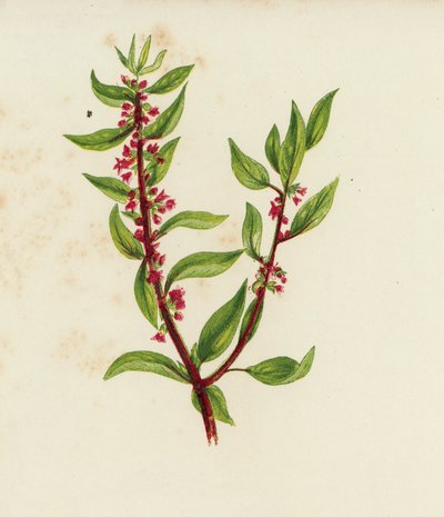 Gewöhnliche Mauermiere, Parietaria Officinalis von English School