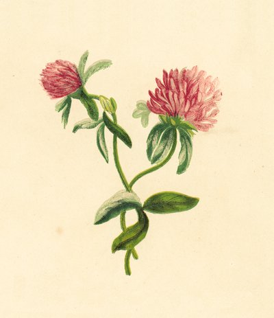 Gewöhnlicher Rotklee, Trifolium Pratense von English School