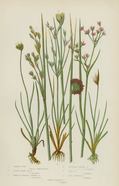 Gemeine Binsen, Kleinere Scharfe Meeresbinsen, Scharfblütige Gelenkbinsen, Gebüsche Alpenbinsen, Krötenbinsen von English School