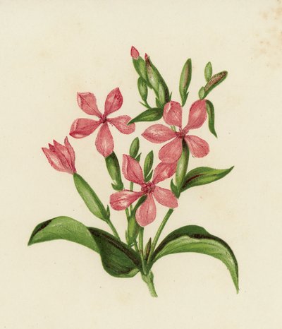 Gewöhnliches Seifenkraut, Saponaria Officinalis von English School