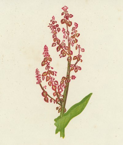Wiesen-Sauerampfer, Rumex Acetosa von English School