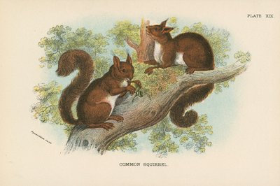 Gewöhnliches Eichhörnchen von English School