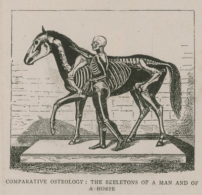 Vergleichende Osteologie von English School