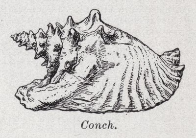 Muschel von English School