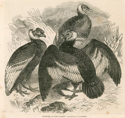 Kondore im Surrey Zoological Gardens, London von English School