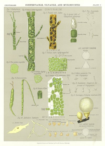 Confervaceae, Ulvaceae und Myxomyceten von English School