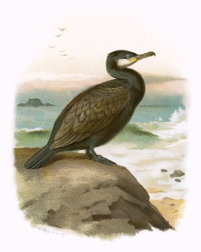 Kormoran von English School