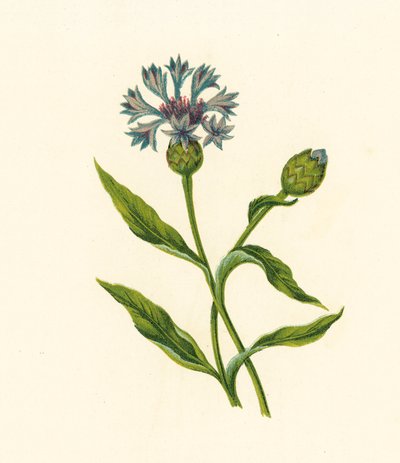 Kornblume, Centaurea Cyanus von English School