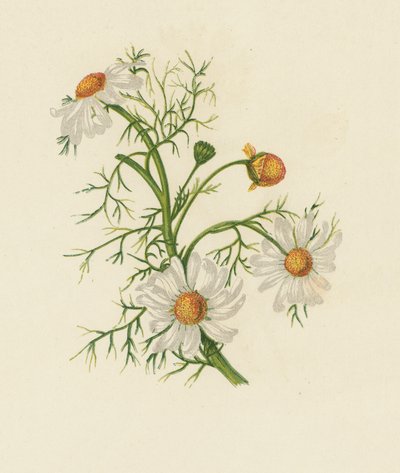 Falsche Kamille, Pyrethrum Inodorum von English School